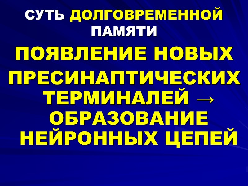 СУТЬ ДОЛГОВРЕМЕННОЙ ПАМЯТИ ПОЯВЛЕНИЕ НОВЫХ  ПРЕСИНАПТИЧЕСКИХ ТЕРМИНАЛЕЙ → ОБРАЗОВАНИЕ НЕЙРОННЫХ ЦЕПЕЙ